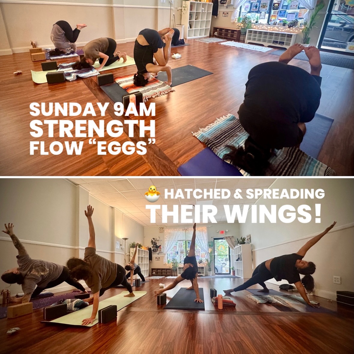 Sunday 9am Strength Flow “Eggs” 🥚 🪺
hatch and spread their wings!
🐣🦅🪽😁
#comeflywithme #hereandnowyoga #floralpark #inversions #armbalances